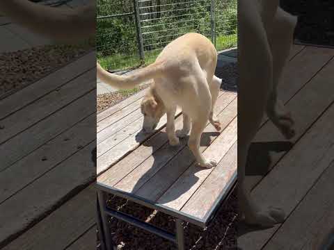 Ralee, an adoptable Labrador Retriever Mix in Hamilton, NJ_image-1