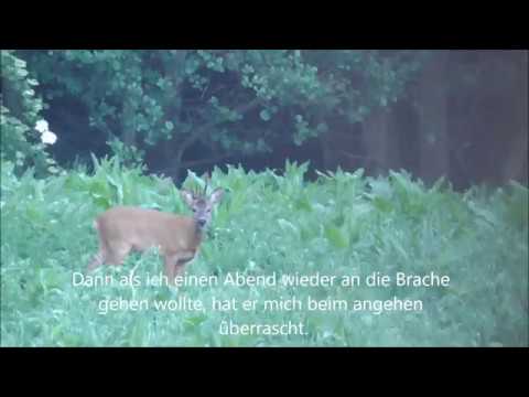 Bockjagd 2017/ Abnormer Bock!