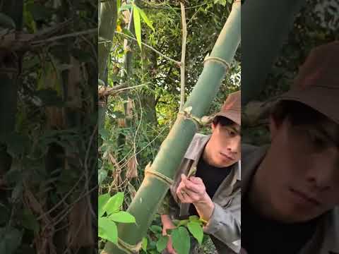 TIRANDO BAMBU 🎍😱 #womanpower