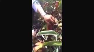 Penis Plant - Seakan Zakar. Pelik Tapi Benar