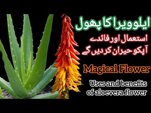 Aloevera flower benefits and uses || Aloevera mein phool kab nikalta hai aur is k kia faide hain?