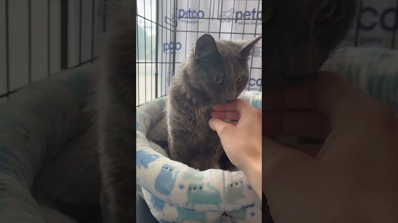 Enlarge Tuna Pop, an adopted Tortoiseshell in Los Angeles, CA video 6/6