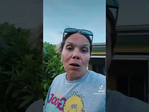 Our Allspice Tree will soon be Planted in the ground.