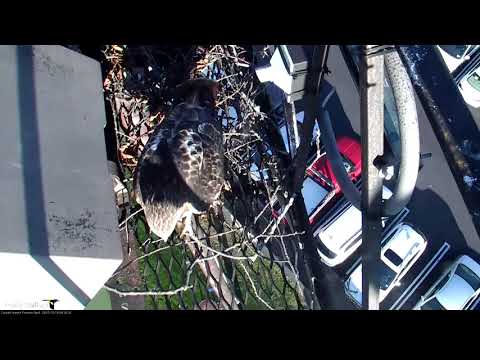 Close Up On Big Red's New Companion (Edited) – Oct. 19, 2017