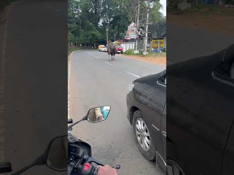 Bison attack🥶😓😭😭