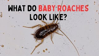 What Does a Baby Cockroach Look Like? Real Examples