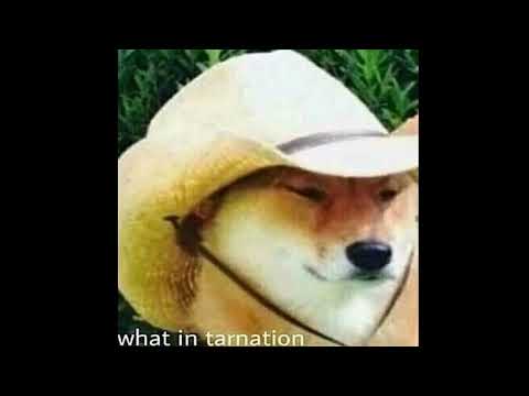 wOt iN TaRNation