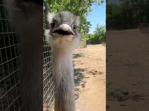 Kevin is Evil & Adorable