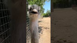 Download lagu Kevin is Evil & Adorable mp3 Download lagu Kevin is Evil & Adorable mp3