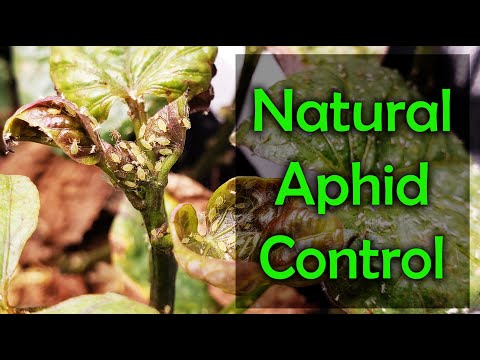 Growing Indoor Ginger Sprouted From Store Bought 2020