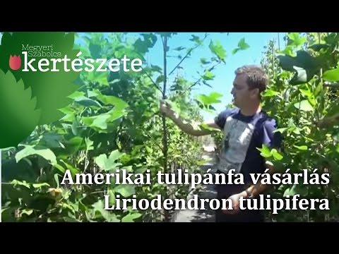 Amerikai tulipánfa vásárlás - Tulipánfa online rendelés (Liriodendron tulipifera)