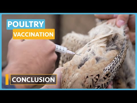 Poultry Disease and Vaccination Lesson 1 Why vaccinate your flock
