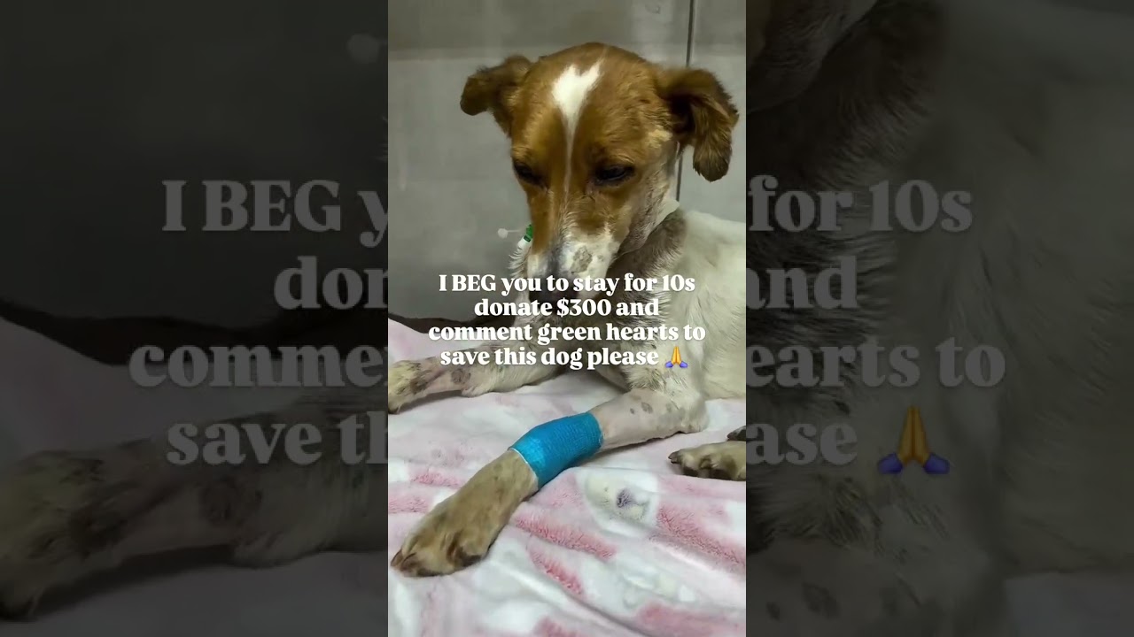 ALL DONATIONS ARE ACCEPTED THROUGH PAYPAL LINK IN THE BIO PLEASE CONSIDER DONATING #instagram #uk