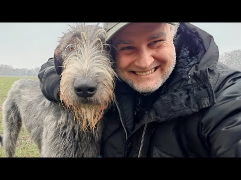 Az élő logó - Ír farkasölő