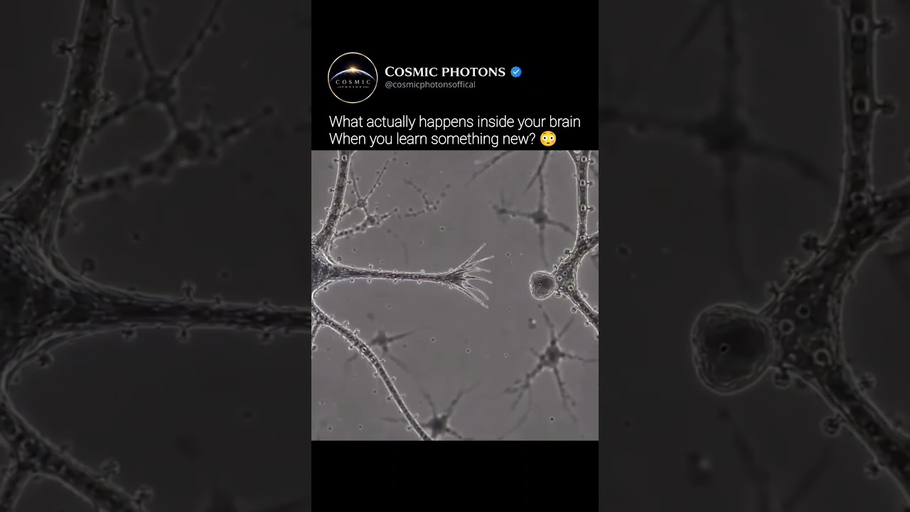 What Happens Inside Your Brain When You Learn? 🧠