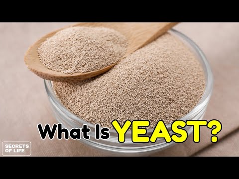 What Is Yeast?| The Tiny Organism That Makes Bread Rise and Beer Bubble.