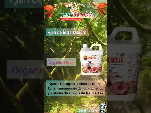 Hoy desde Mariquita Tolima plantación de Caco #plantas