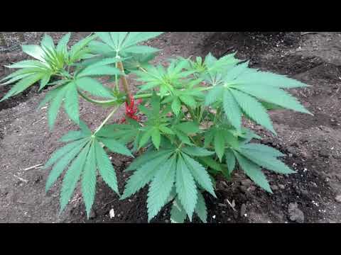 Indica crosses - hey el Indio