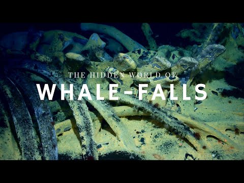 Whale Falls: When a Whale Returns to the Ocean