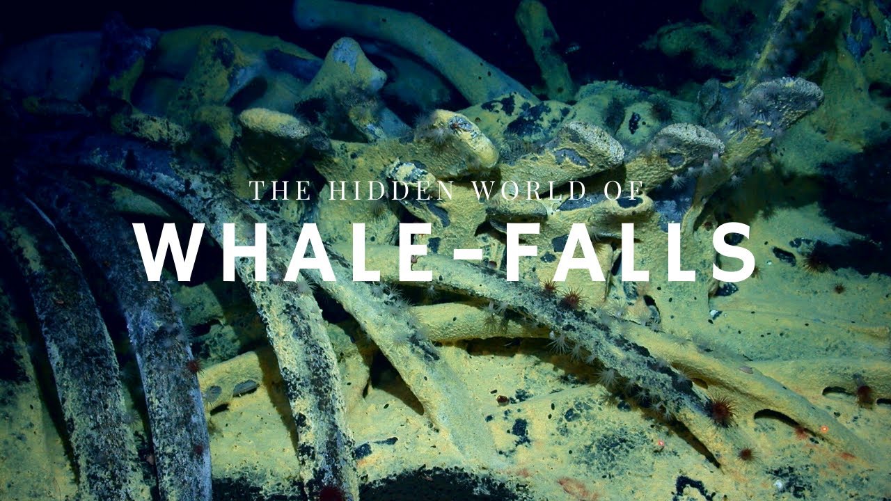 The Stages of Whale Decomposition thumnail