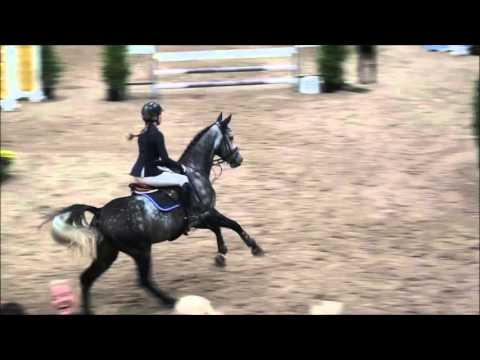 EPHorses - Texas (Breeders Trophy)