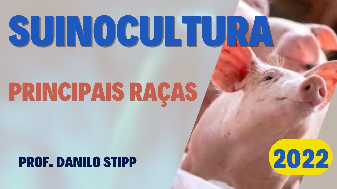 #2 - Principais raças de suínos 2022/23