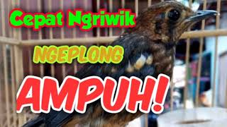 Download lagu Alat Terapi Trotol Agar Anis Merah Cepat Ngriwik Ngeplong mp3 Download lagu Alat Terapi Trotol Agar Anis Merah Cepat Ngriwik Ngeplong mp3