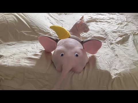 DUEL DE DINGUERIES 3