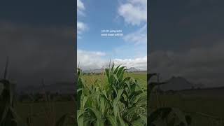 Download lagu story wa 30 detik cover happy loss mp3