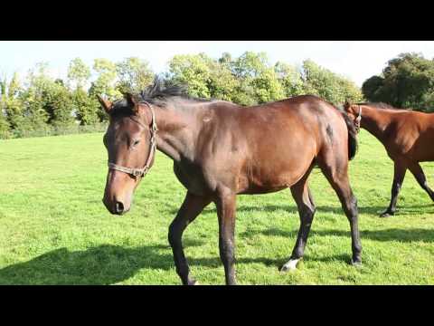 BLM Sport Horses - 2012 - Dinny Diamond By: Cardento