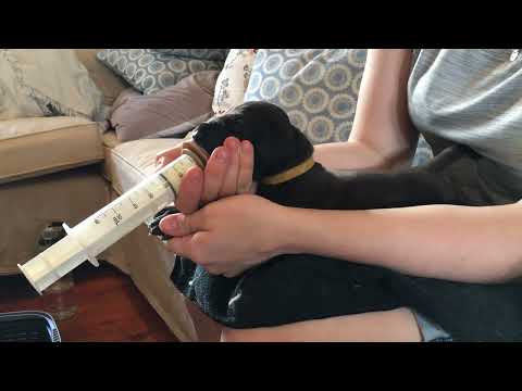 Syringe Feeding using a Miracle Nipple