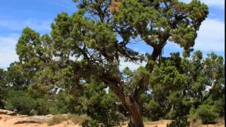 Neil Hagerty & The Howling Hex - Juniper Tree