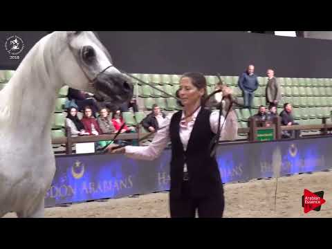 Ecaho European Show 2018 - Class 12