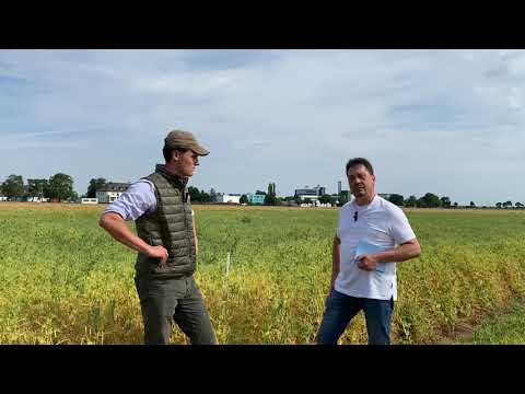 sgl on tour - Erbsenvermehrung