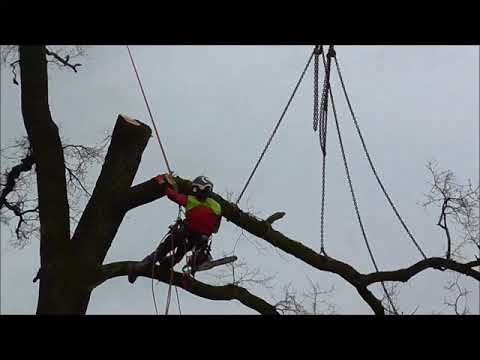 Baumfällen mit Kran im Wohngebiet