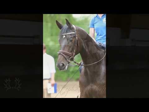 Gelding by Kentucky - Solero *2011