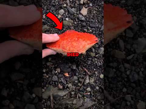 SAVING CRAB BABIES! #animals #animalstories #pets #animalrescue #cute #cuteanimals #natureglobal