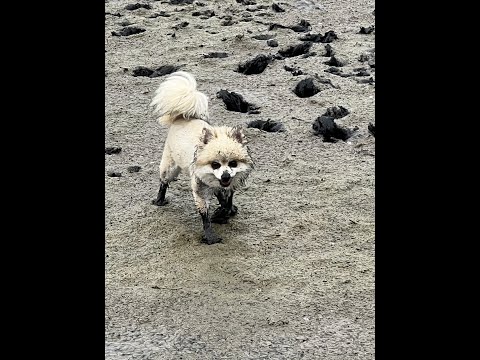 Don and Diane Shipley LIVE - June 5th at 1800 EST Thumbnail