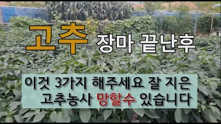 고추 장마 후 이것 3가지 해주세요 잘 지은 고추 농사 망할 수 있습니다. #고추 수분 부족 #고추 칼슘 부…