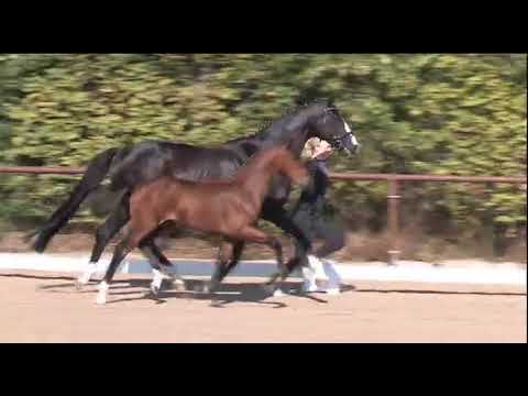 Video "Dalli" von Vitalis - De Niro