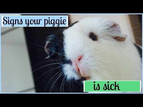 What Does Guinea Pig Throw up Look Like? [Comprehensive Answer] - Nahf