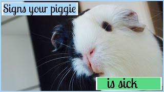 Signs Your Guinea Pig Is Sick