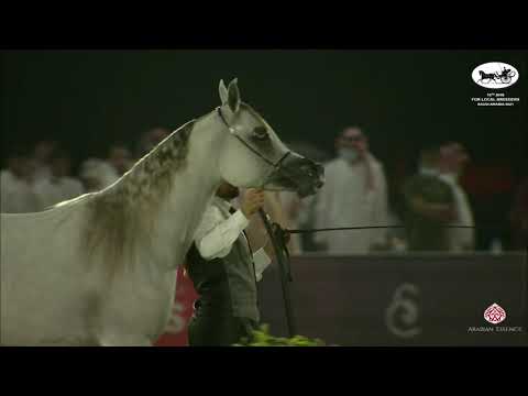 N 184 DHEBA AL KHALEDIAH   10th Arabian Horse Show for local Breeders in Saudi Arabia 2021   Fillies