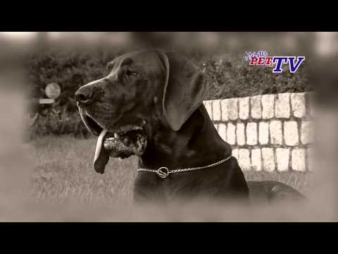 Tosa Inu: Informationen zur Rasse