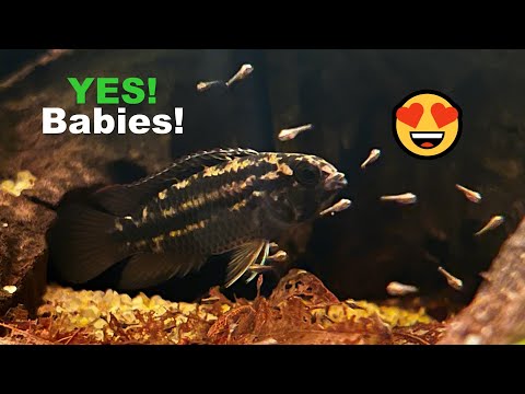 Nannacara zlatá (Nannacara anomala) — species profil, akvárium a starostlivosť