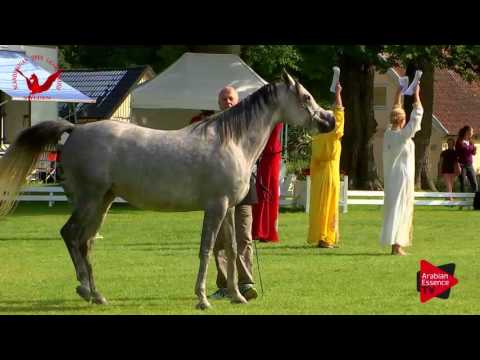 N.48 FOREVER SHEZZA DIVA - Scandinavian Open Championship 2017 - Mares 4-6 Years old (Class 9)