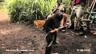 RISE OF THE PLANET OF THE APES  Viral Video: Ape W