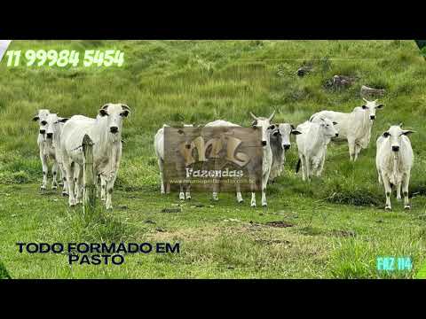FAZ 114 - Sul de Minas (MG) 30,38 alqs Formada em Pasto | Excepcional Fazenda