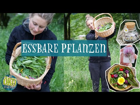Essbare Pflanzen | Essbare DEKO  und HEILMITTEL
