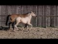 Selle Français pie crème et isabelle / Eldorado Van de